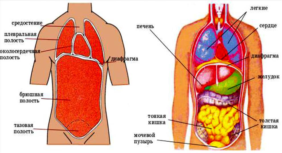 Справа под легким. Анатомия брюшной полости человека схема. Схема расположения органов человека в брюшной полости. Схема органов брюшной полости женщины. Анатомия внутренних органов брюшной полости человека схема.