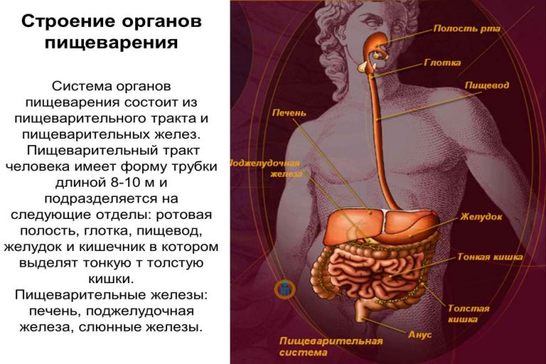 Строения человека внутренние органы женщины спереди фото и описание