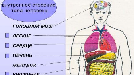 Внутреннее строение тела человека