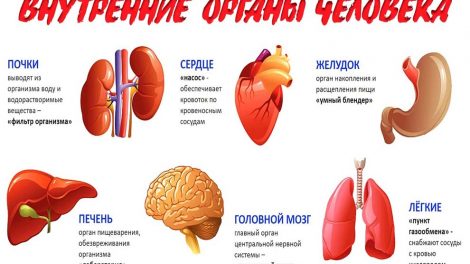 Внутренние органы