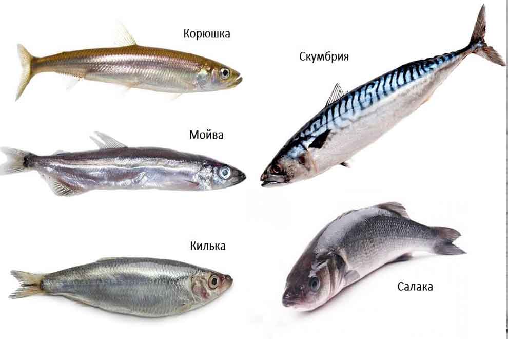 Как отличить морскую. Мелкая морская рыба типа мойвы название. Салака Черноморская. Скумбрия семейства макрель. Сельдевые лососевые скумбриевые.